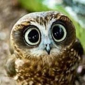 Meet your Posher, Charlotte